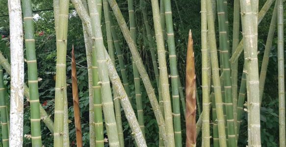 European Bamboo Expo 2023