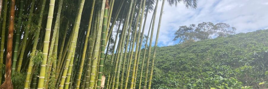 Bamboo Greece