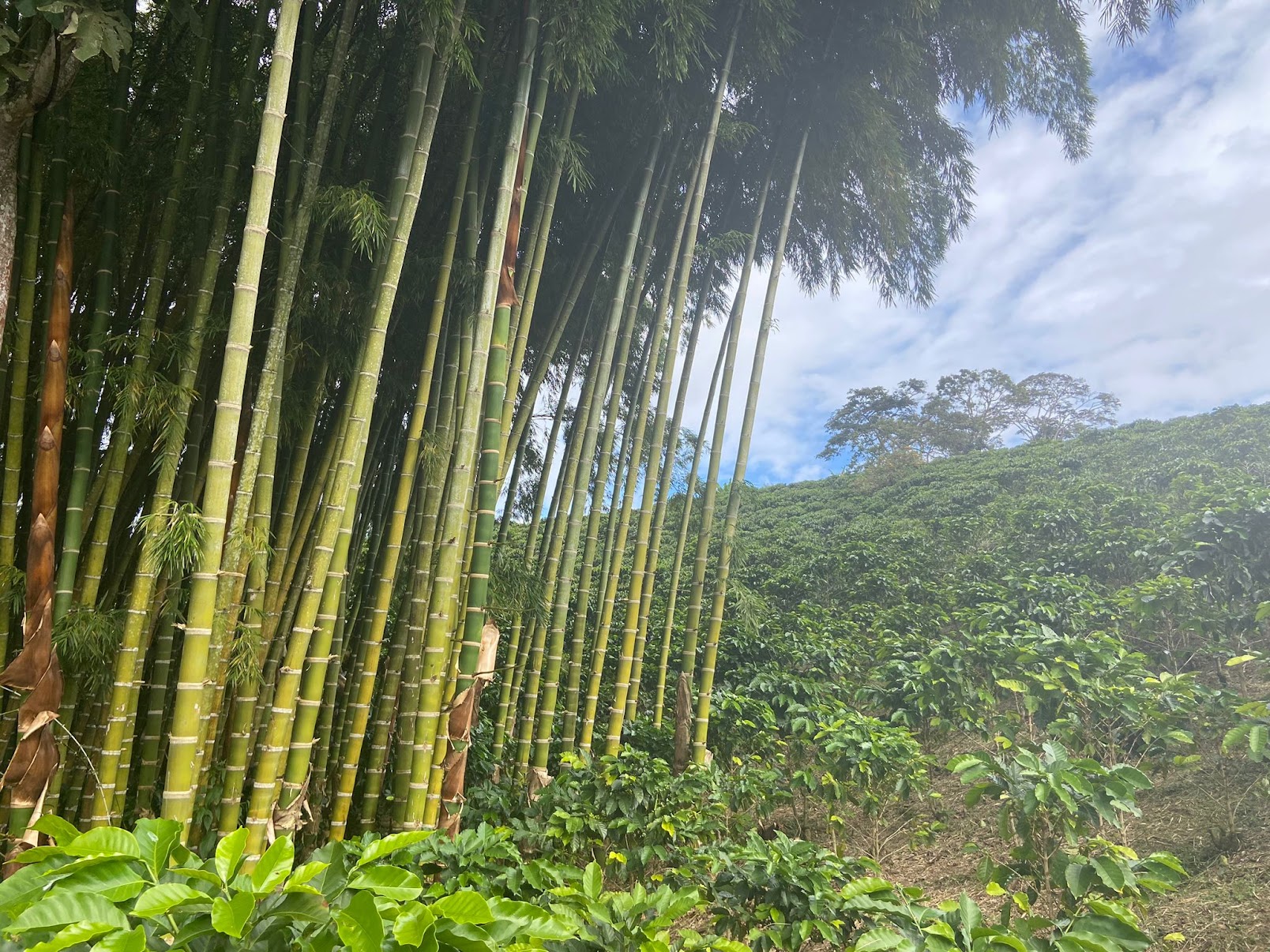 Bamboo Greece